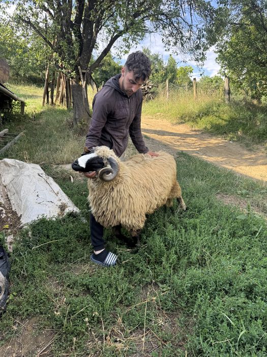 De vanzare mior