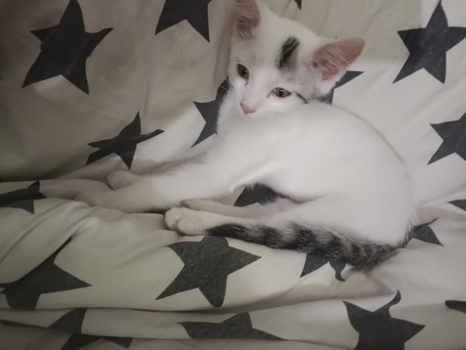 Котенок милый 2 месяца