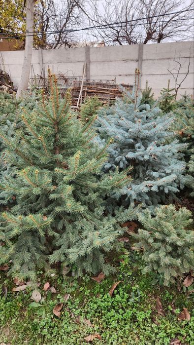 Ель 8 лет выращивали, рост с 30 см до 2 метров