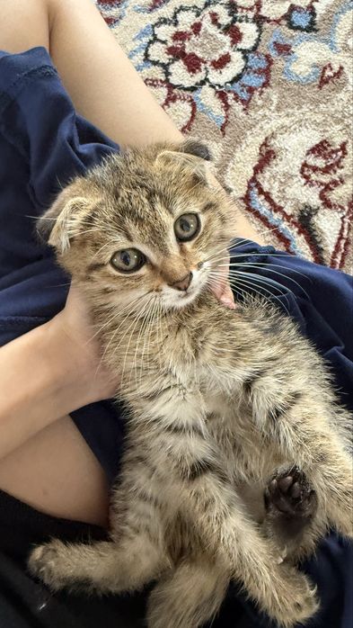 шотландский вислоухий котенок