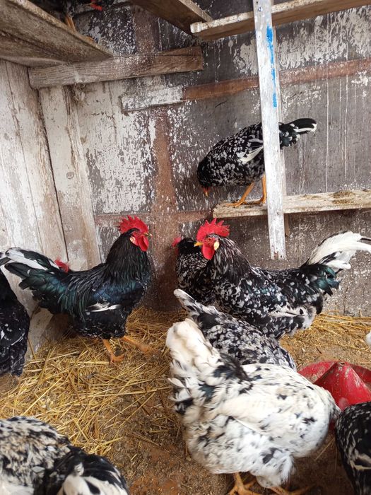 Oua incubat pinta și italiene