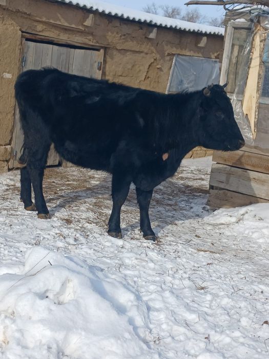 Продам КРС крупно рогатый скот 550 000