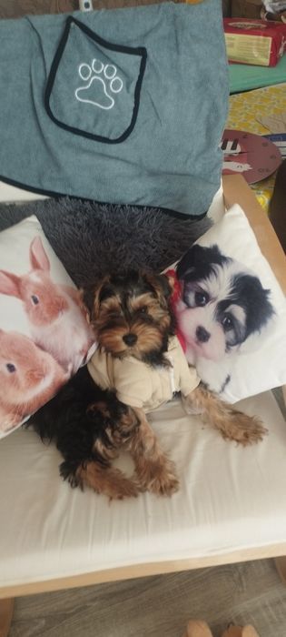 Йоркширски Териер