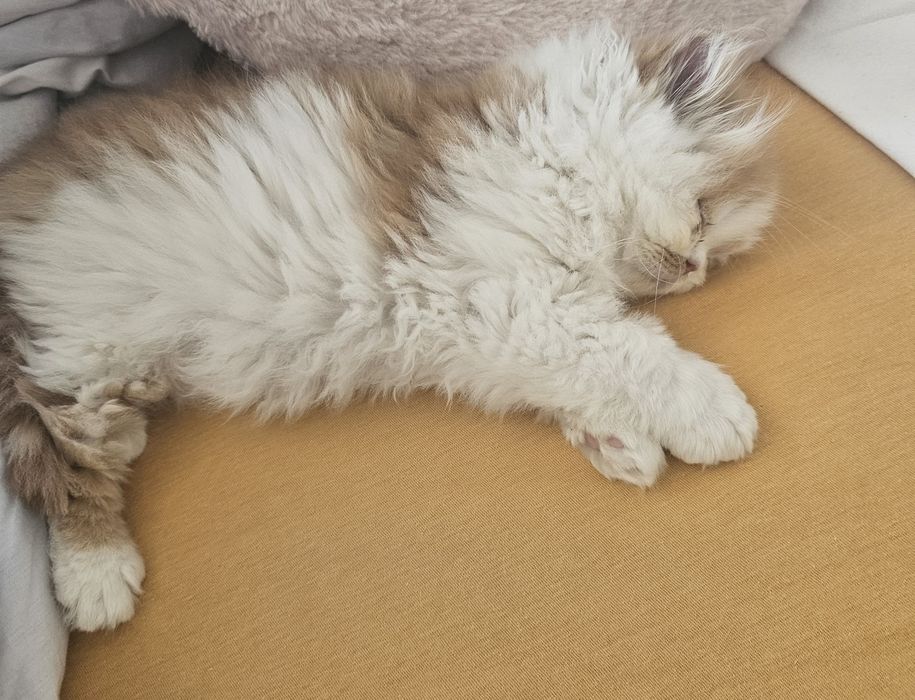 Pisic persan pufos și jucăuș
