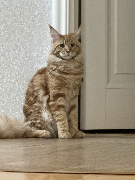 Мейн кун вязка кота