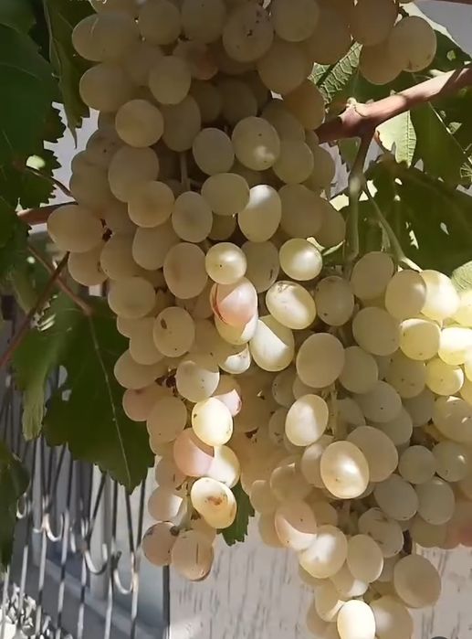 Продаются черенки винограда