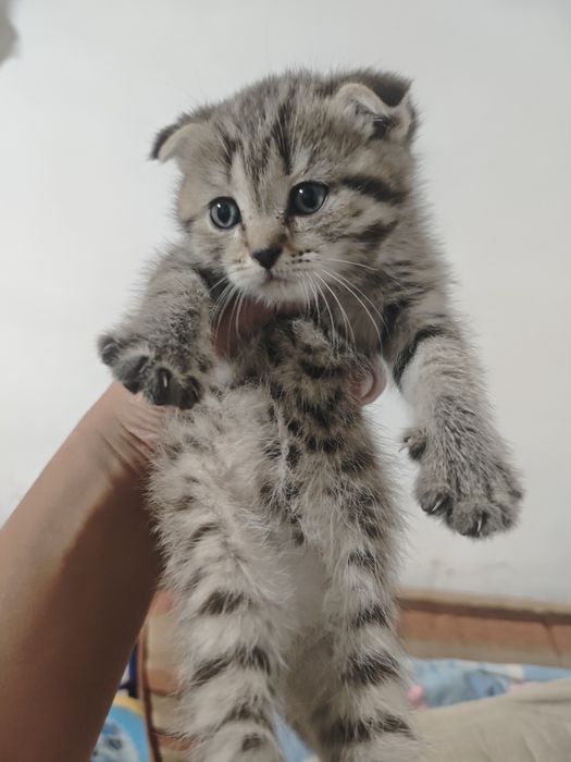 Отдам котят в добрые руки!