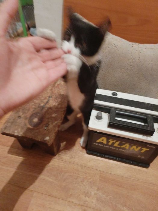 Продам Катя мальчик