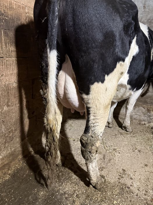 Vaca de vanzare cu vitica