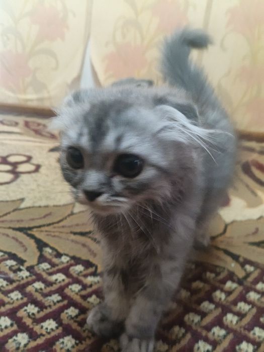 Mushuk sotiladi!