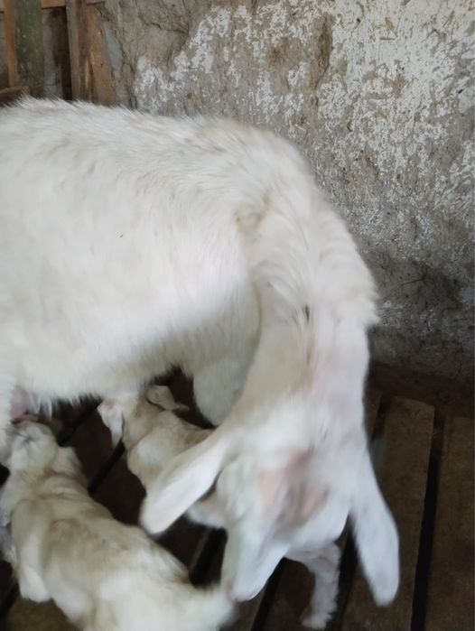 Продается коза с двумя козлятами