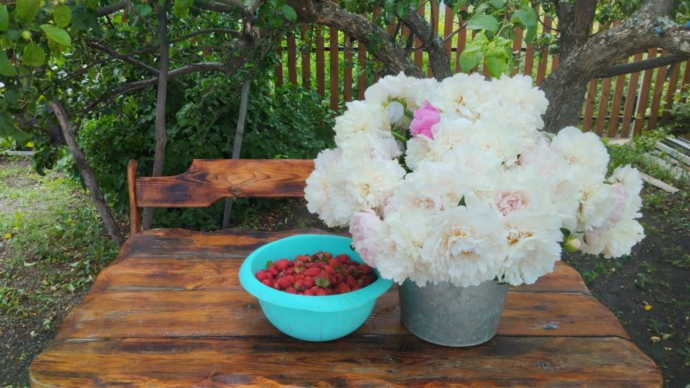 Дача ,дачное общество "Ракета»