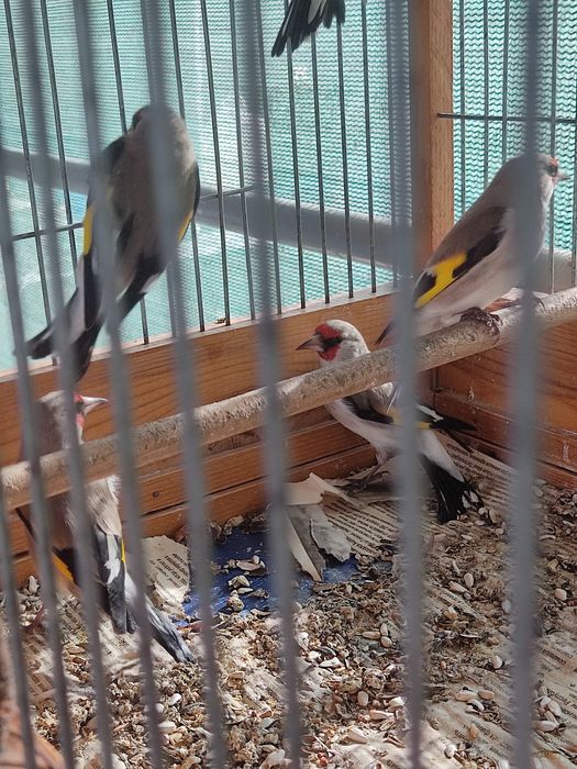 Птица певчая щегол