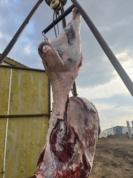 Продам күздік соғым говядина молодняк