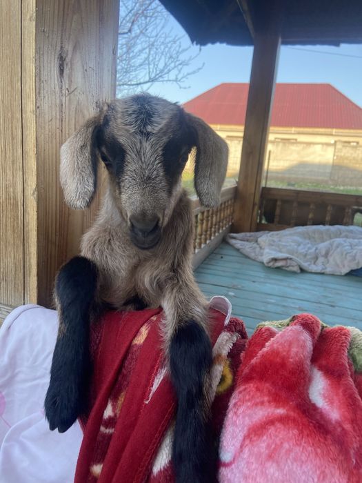 Сауын ешкі лағымен