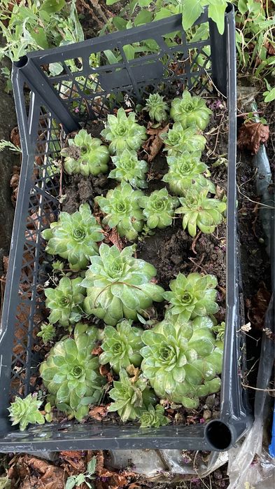 Студоустойчив за алпинеум