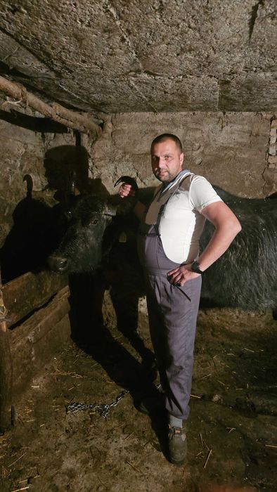 Биволско сирене!!!