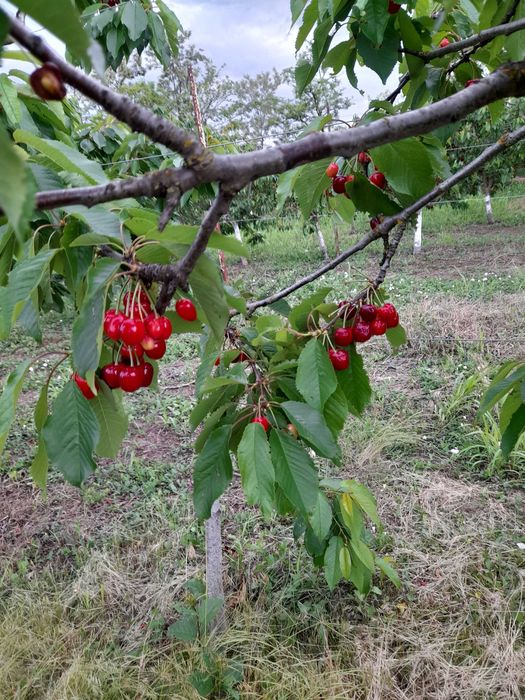 cirese dulci, aromate