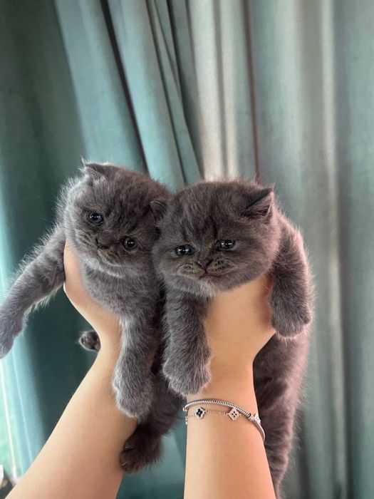 Кошка британская