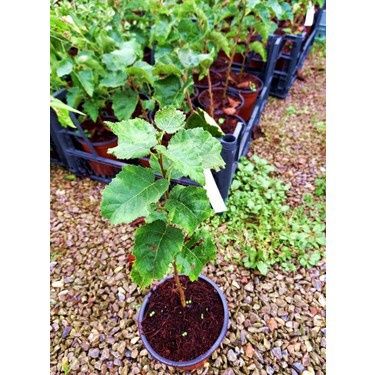 Фиданки медоносна липа и акация с наситен аромат