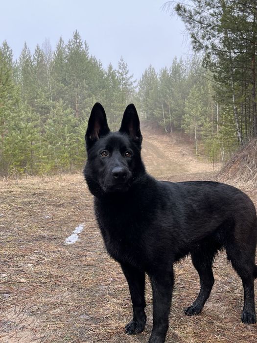 Немецкая овчарка