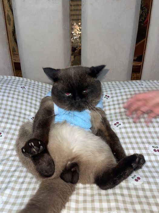 Naji 4 yosh o'g'ilbola latok biladi. Polvongina. Zoti siyam.