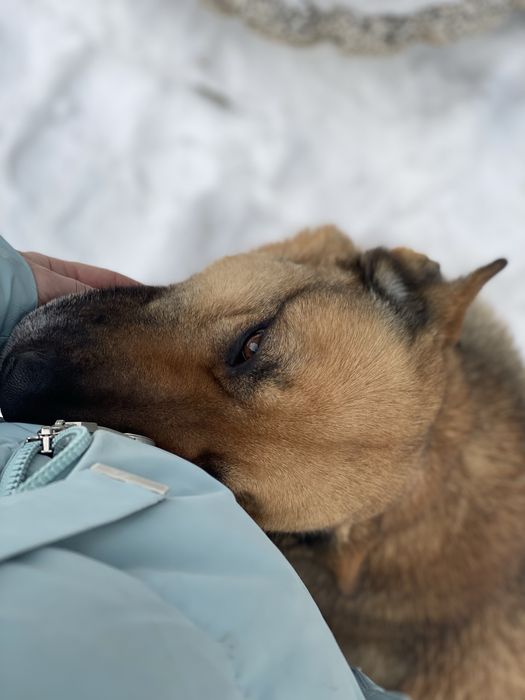 Собака ищет новый дом