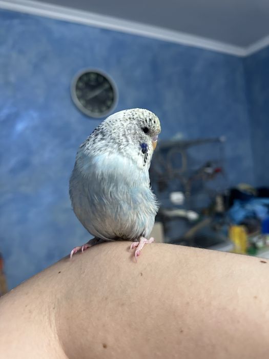 Попугай чех девочка