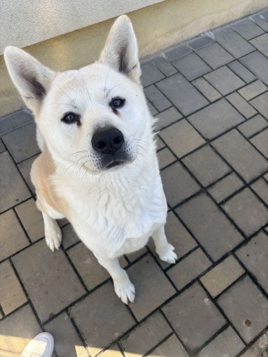 Dau spre adoptie AKITA