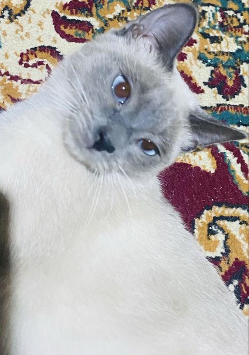 Латоктарымен бірге,ошейник