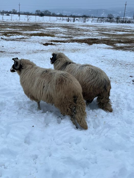 Vand doi berbecuti noatini