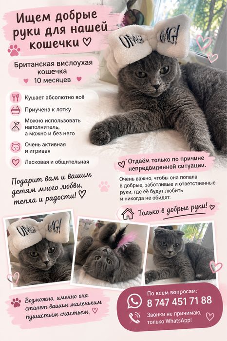 Отдам котенка девочка британка вислоухая