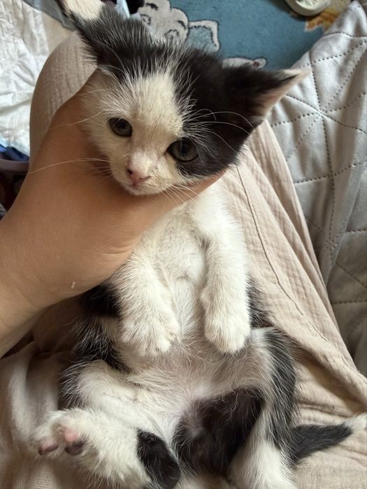 Подаряваме котета