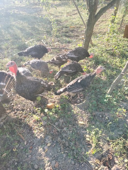 Vând pui de   curcă  de țară de anul acesta preț 180 lei fixx
