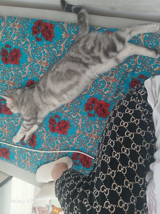 Шотландская скоттиш-страйт