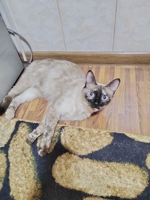 Одам  хорошие руки сиамская кошка