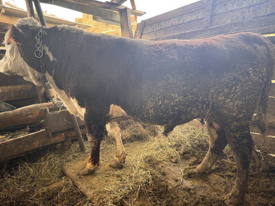 Белаголовый 1.6.