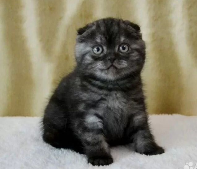 Шотланские котята