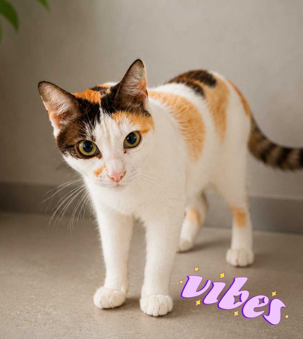Adoptie pisica calico Lisa