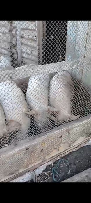 Продам подсвинков 6 месяцев