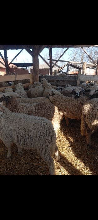 Vând 44 de berbecuți