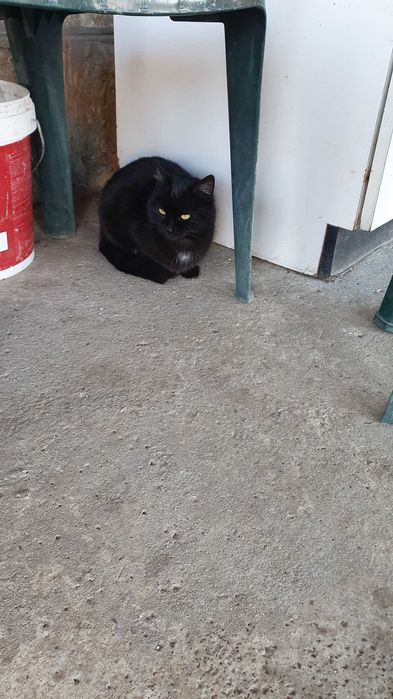 Черна котка на 6 мес. търси дом