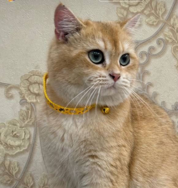 Zolotaya shinshila ogil bola. Sotiladi pasportlari bor. Turkiyadan