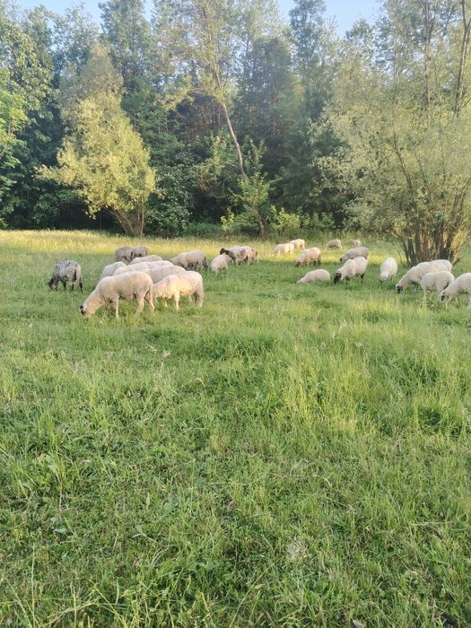 Vând 23 de oii 3 berbeci și 9 miei foarte bune de ținut