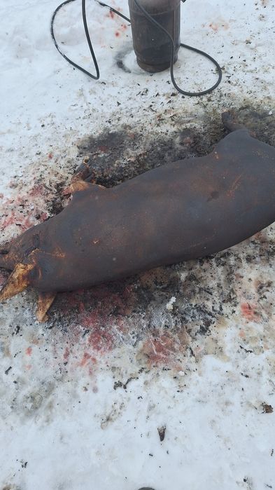 Мясо свинина тушкой