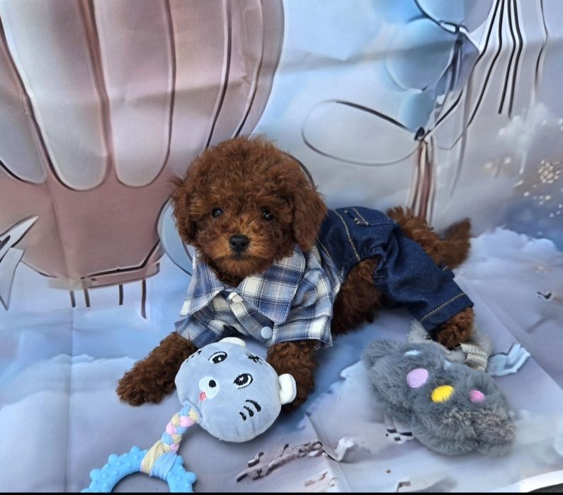 Пудел той Poodle Toy генетични тестове на родителите / Родославие