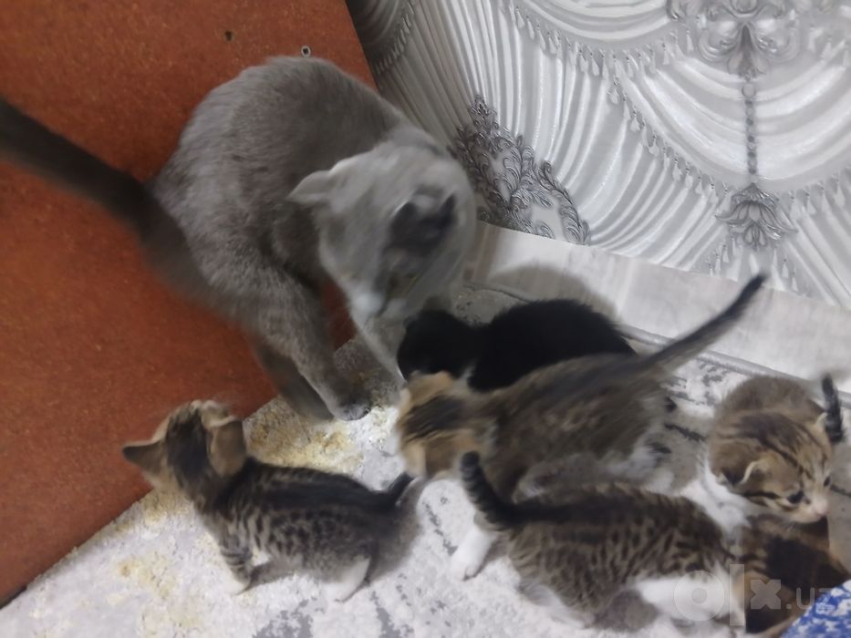 Zotdor Shotlandiya Fold (Scottish Fold) mushukchalari sotiladi!