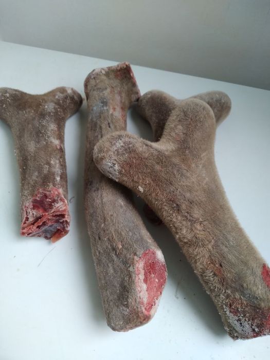 Продам рога оленя свежий