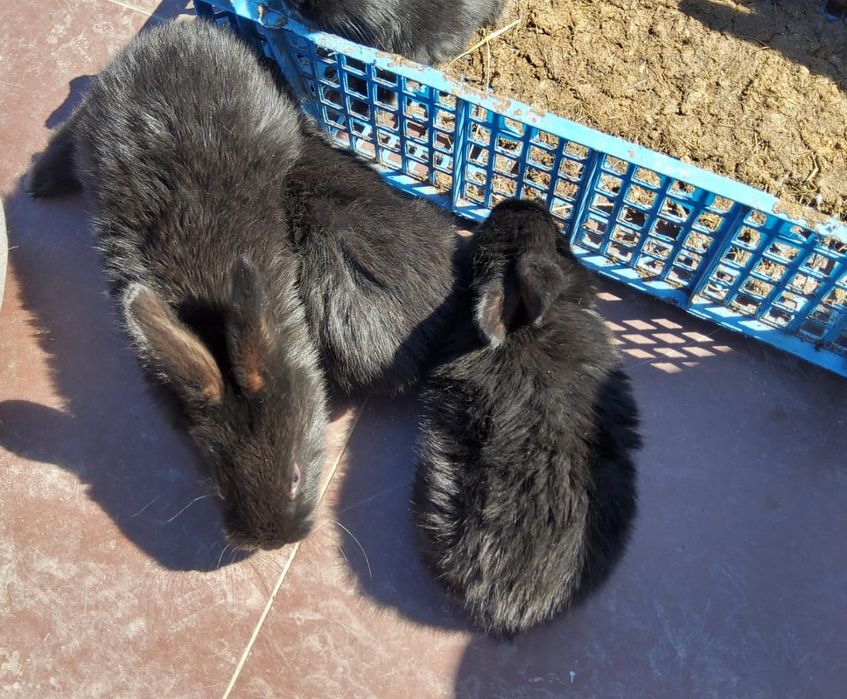 Крольчата, кролики, кролик