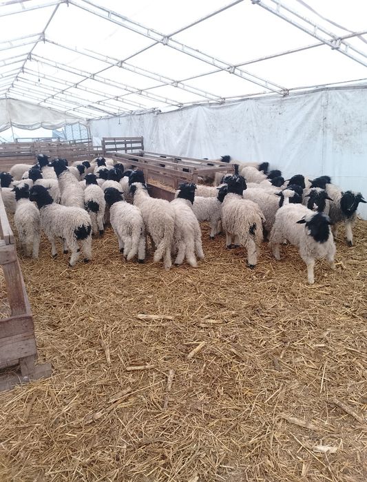 Mieii de vânzare ținuți Pe stabulație